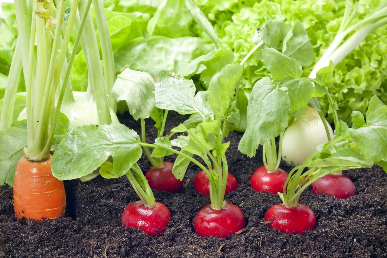 Carrot And Radish Plants In Soil Of A Garden