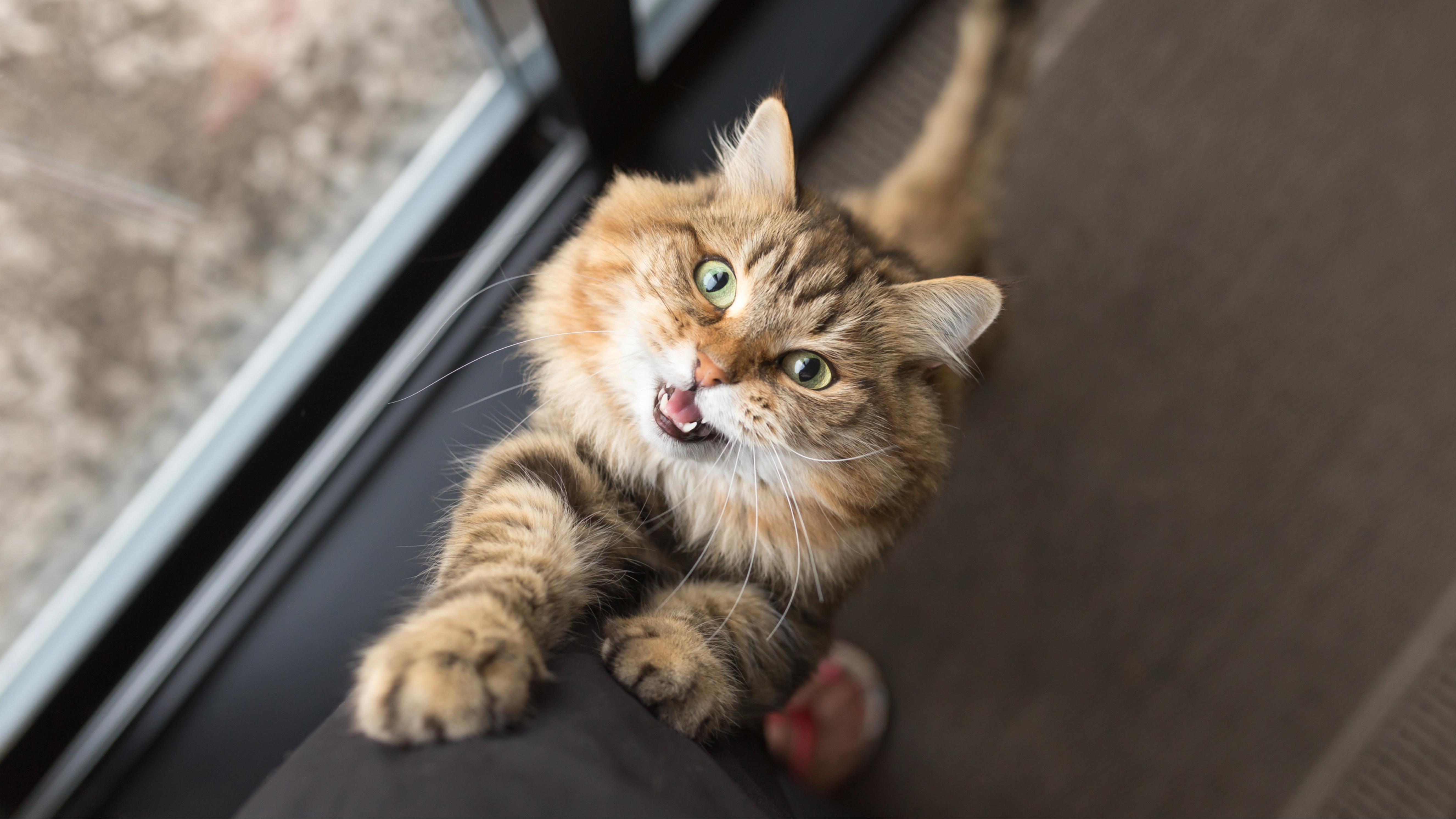 Cat meowing