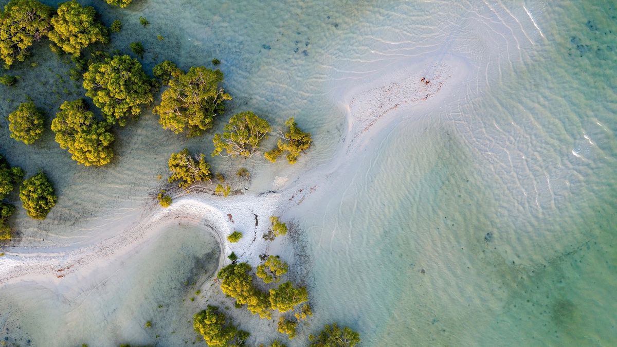 mangrove trees