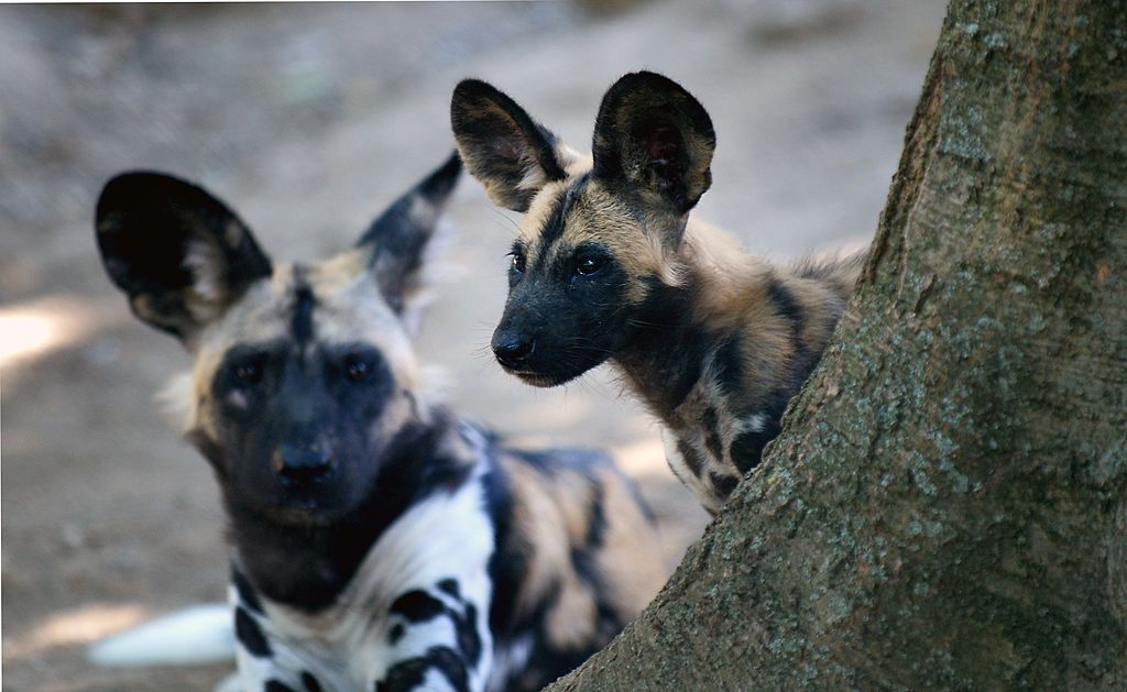 African wild dogs.