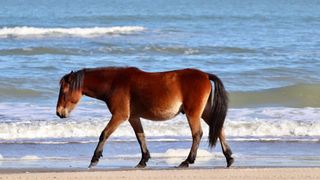 spanish mustang walking along beach