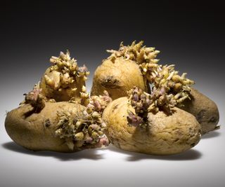 Four potatoes with large sprouts