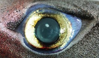 Lantern shark eye