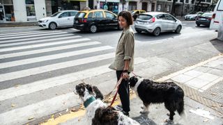 two large dogs wait to cross a busy street with their pet parent