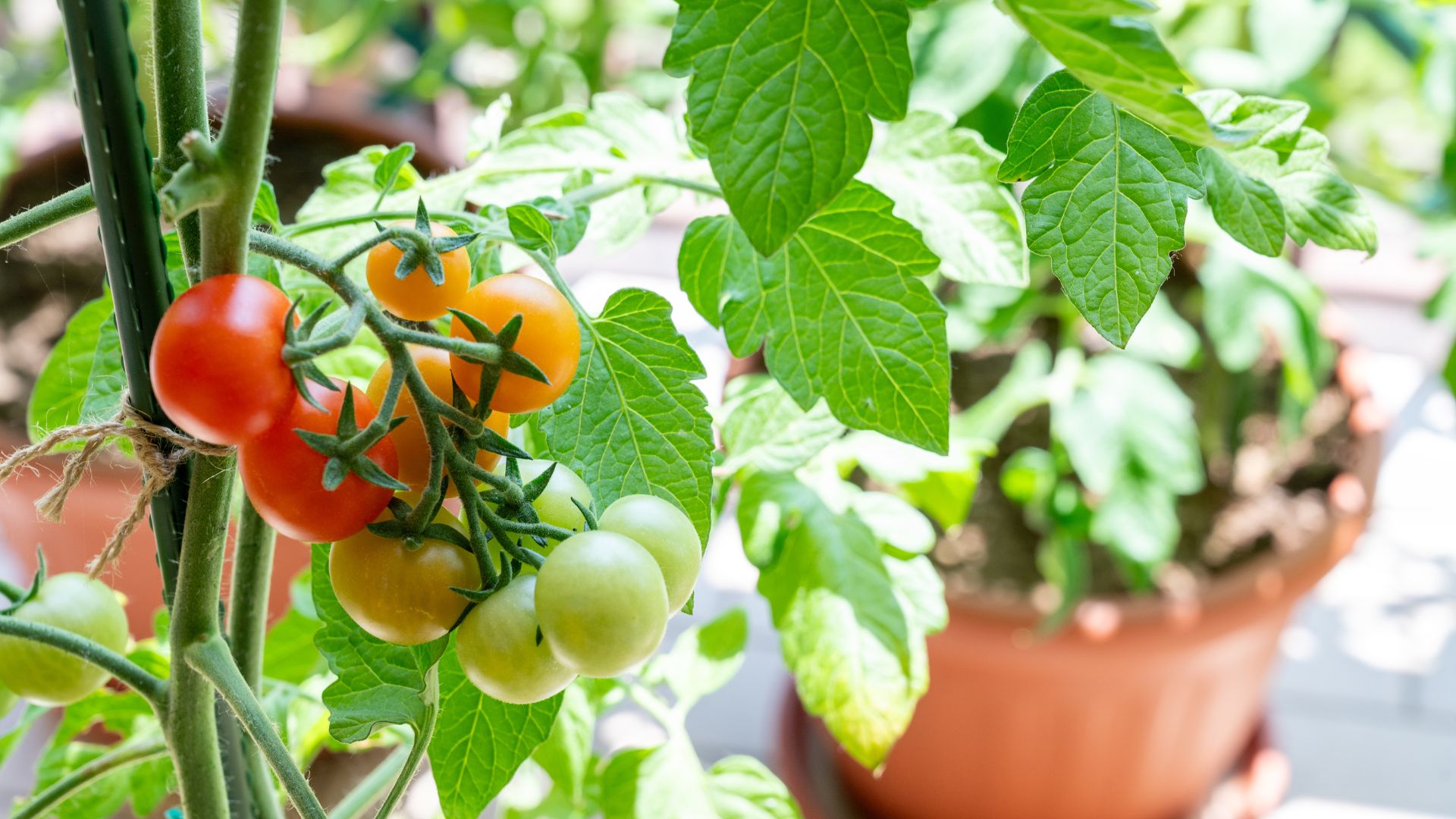 picture of tomato plants with fruit of varying ripeness on them