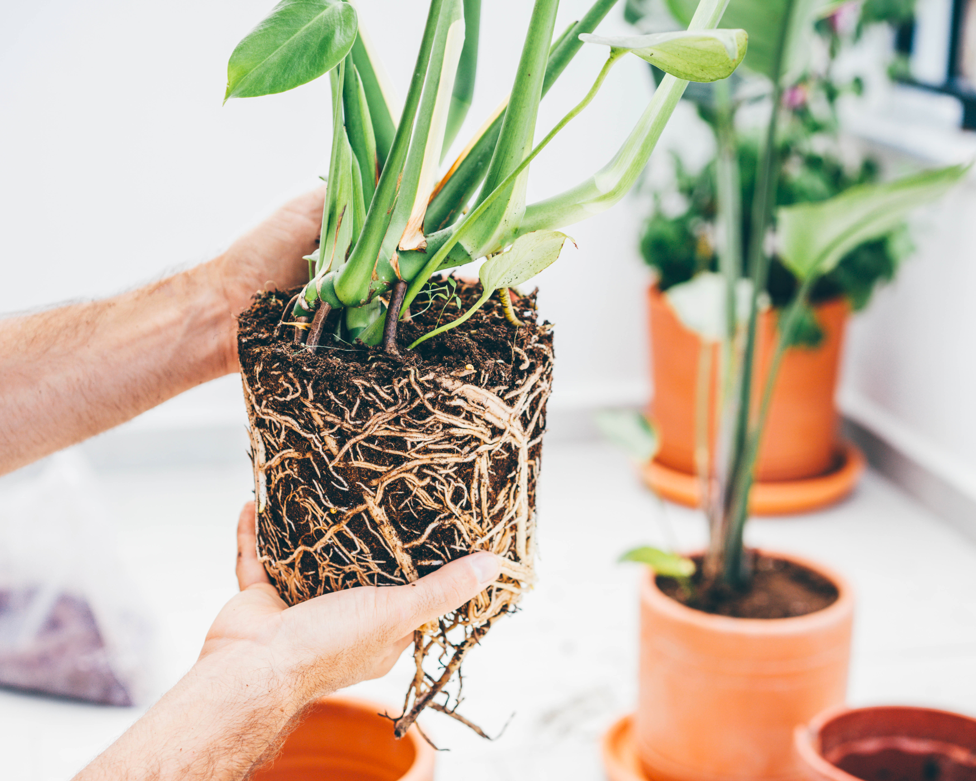 man holding root bound plant
