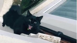 Beans the cat climbing the wall of his house