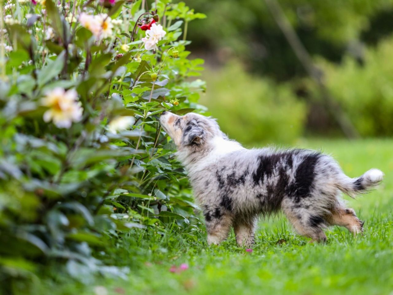 A Dog In The Garden