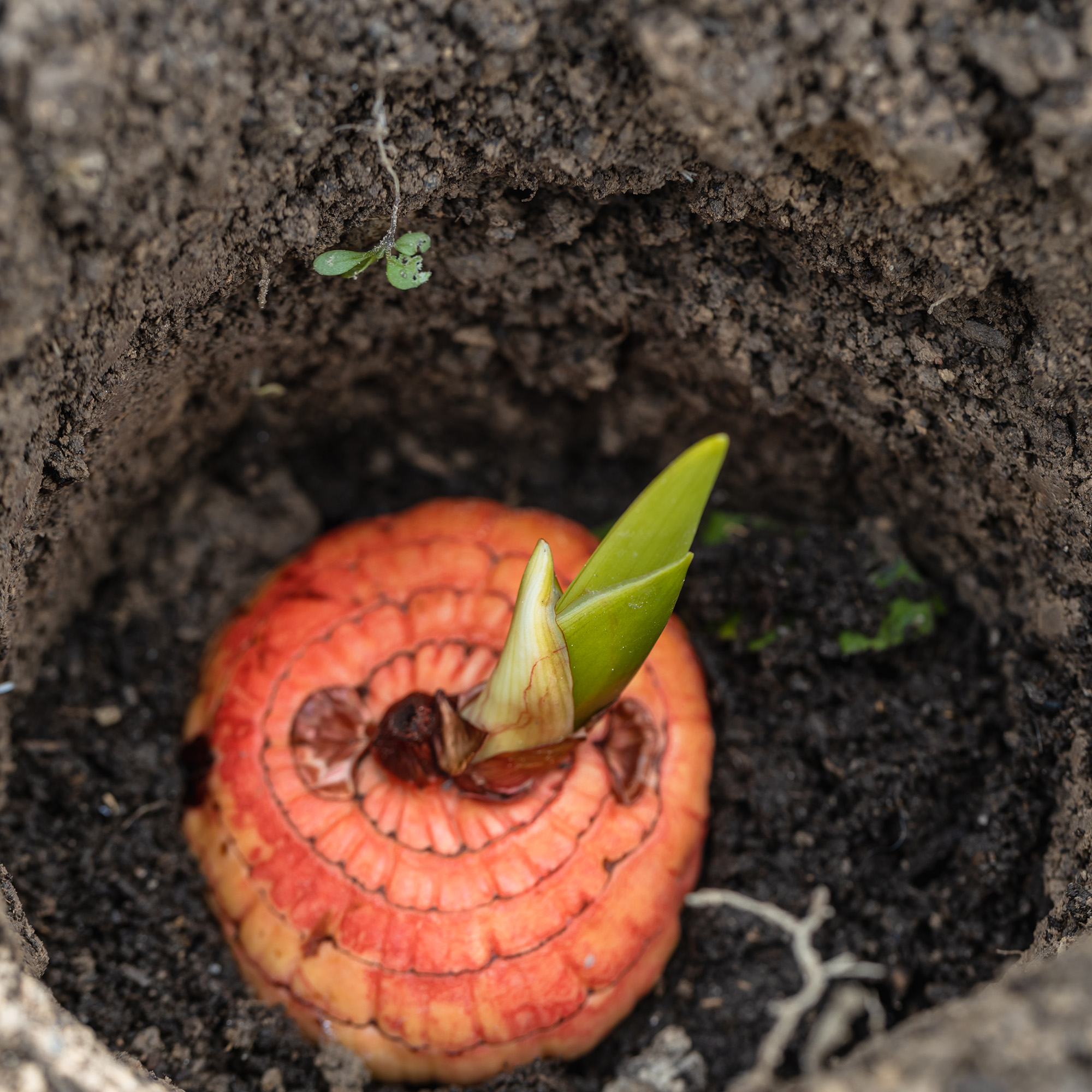 Gladiolus bulb with sprouts are planted in prepared soil
