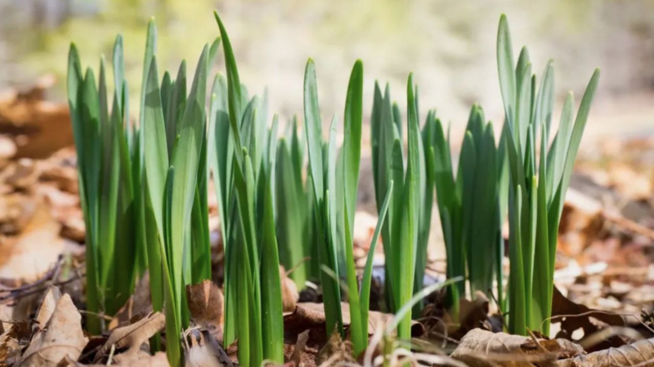 daffodils in the ground that aren&#039;t flowering 