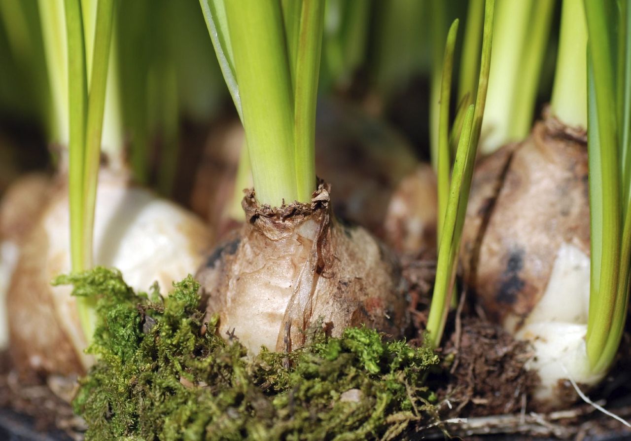 Flowering Grape Hyacinth Bulbs