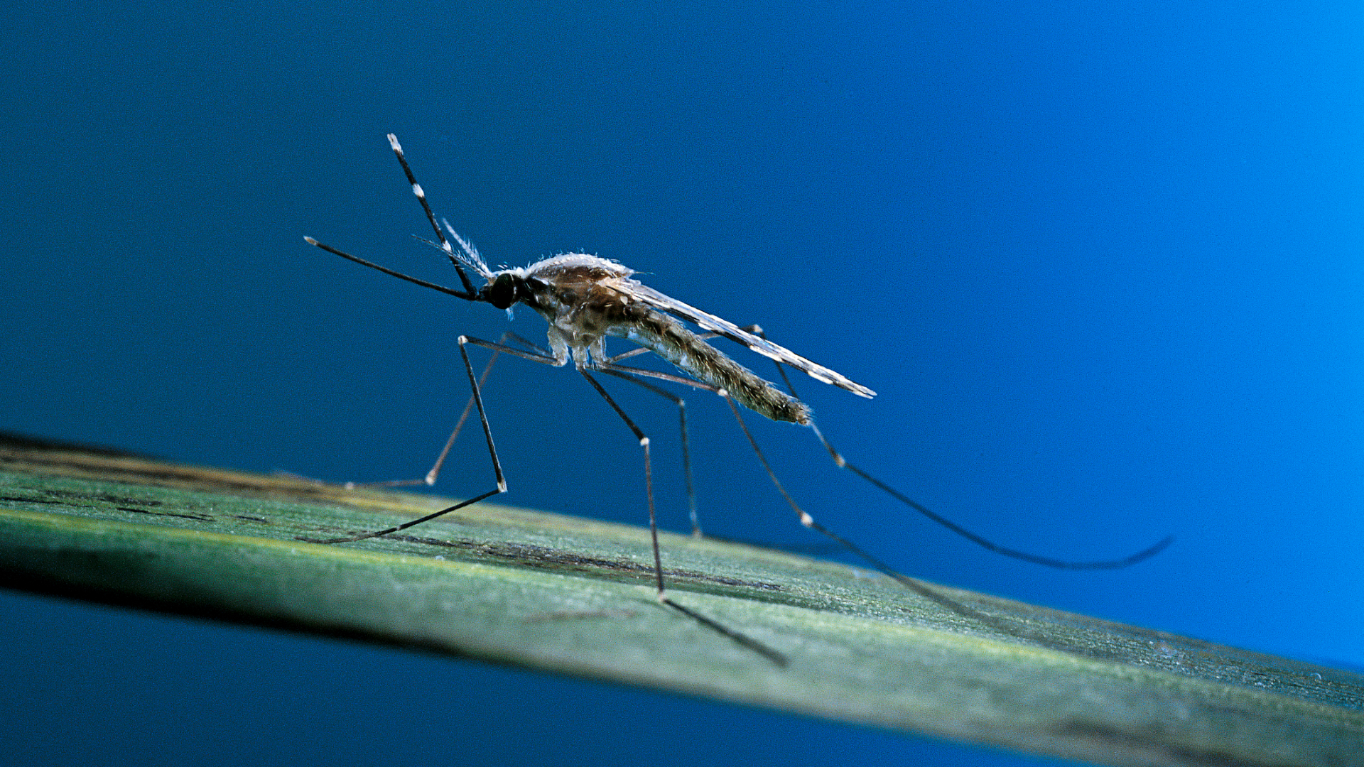 A close up of a mosquito on a long, green leaf
