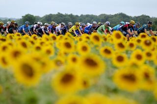 The peloton rides through the sunflowers on stage 19 of the 2022 Tour de France