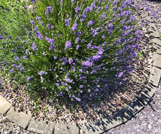 lavender growing in a flower bed with a gravel mulch