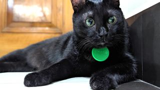 Chipolo One Bluetooth tracker attached to a handsome black cat's collar.