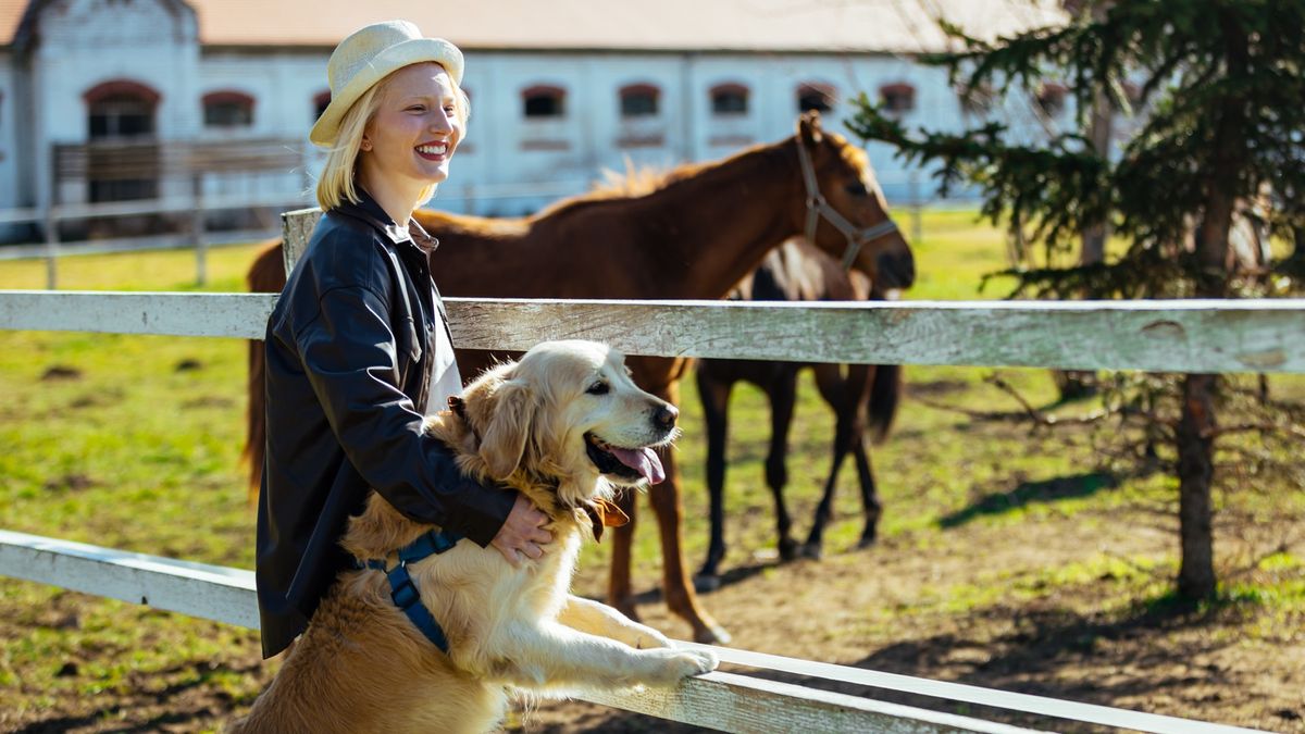 Golden Retriever on a ranch peering through fence at horses