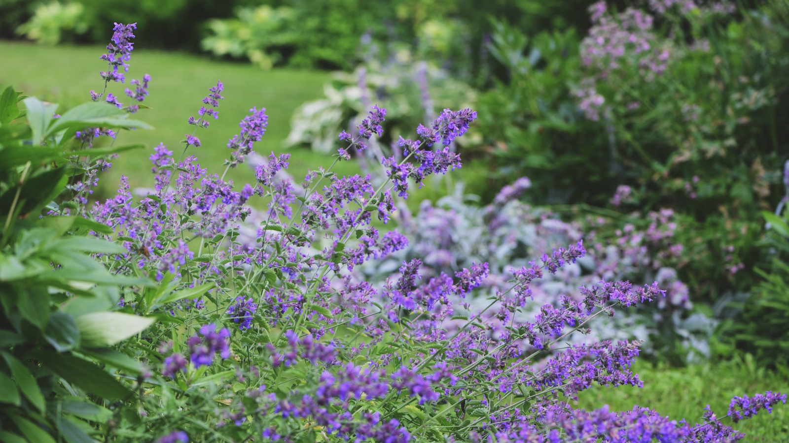 Purple flowering nepeta, or catmint, thriving in a sunny garden border