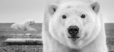 'Hello' by David Yarrow