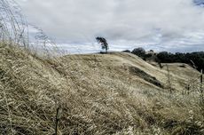 Cain Wines, Spring Mountain, Napa