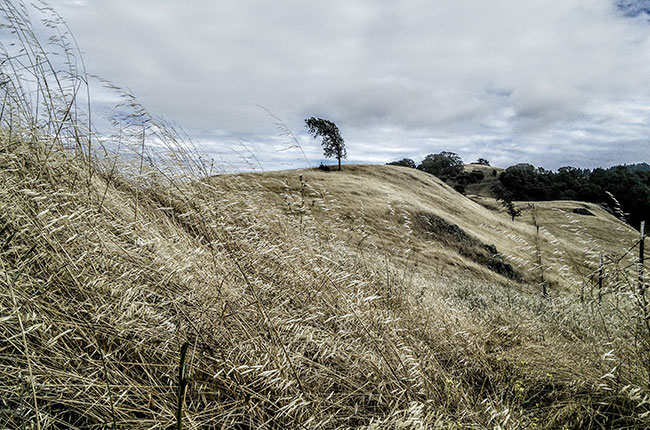 Cain Wines, Spring Mountain, Napa