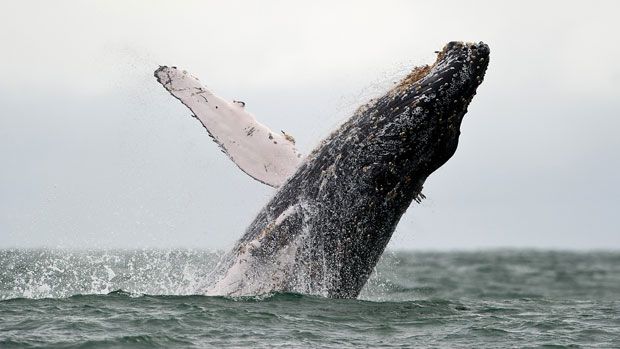 A humpback whale