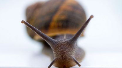 160630-snail.jpg