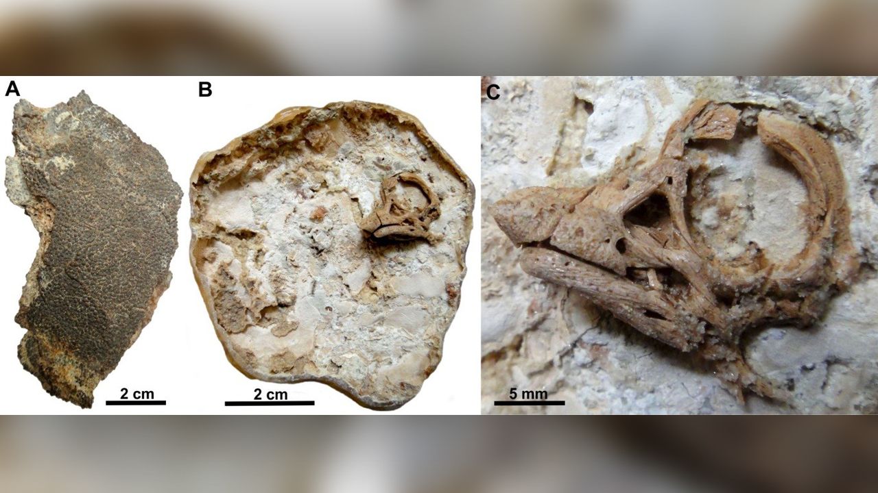 A view of the dinosaur embryo, after it underwent an acid preparation.