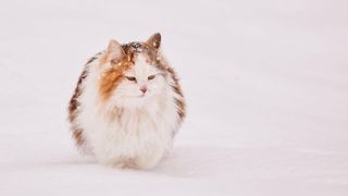 Fluffy tortoiseshell cat in snow