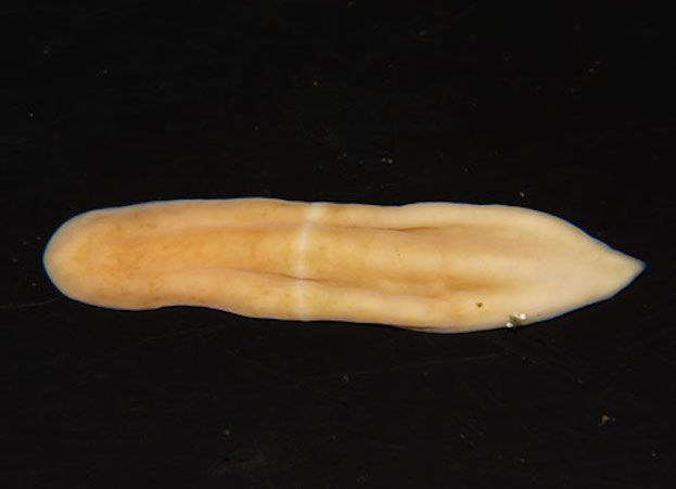 xenoturbella japonica