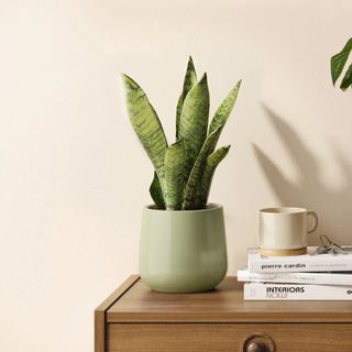 A green snake plant in a sage green pot on a wooden dresser, next to interior design coffee table books