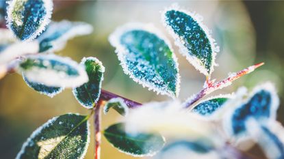 A shrub with frost on its leaves