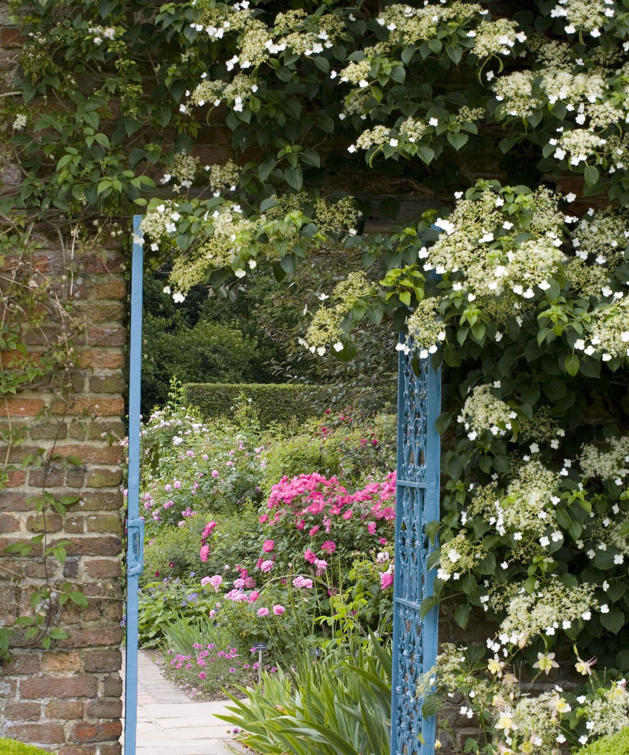 Plants for north facing walls 11 picks for a shady boundary Gardeningetc