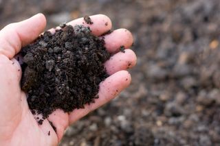 dark soil in hand