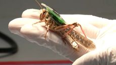 cyborg-grasshopper-2.jpg