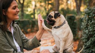Woman high-fiving her pug outside