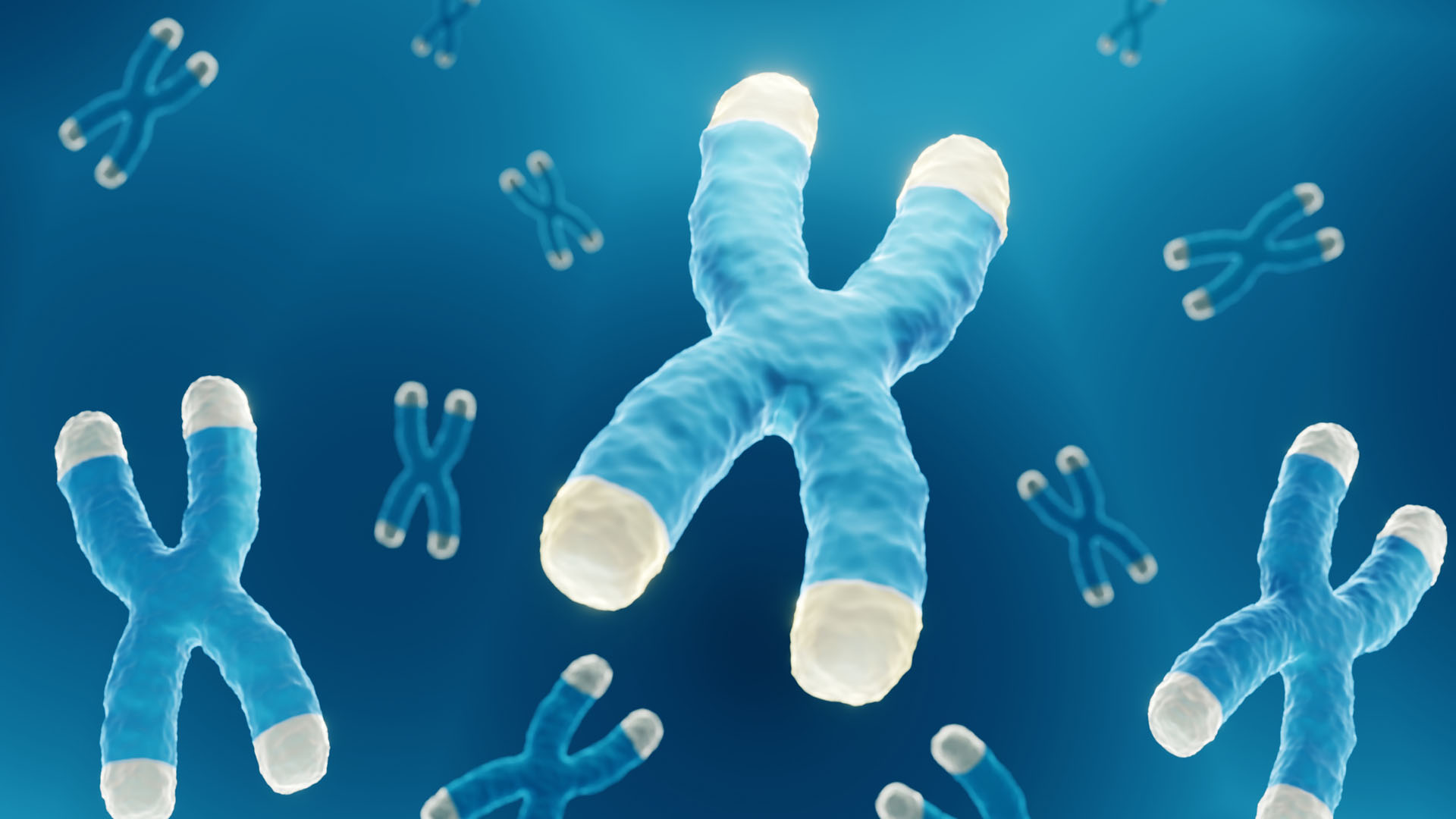 Chromosome and cell nucleus with telomere and DNA concept for a human biology