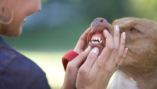 Woman inspecting a bull breed's front teeth and gums