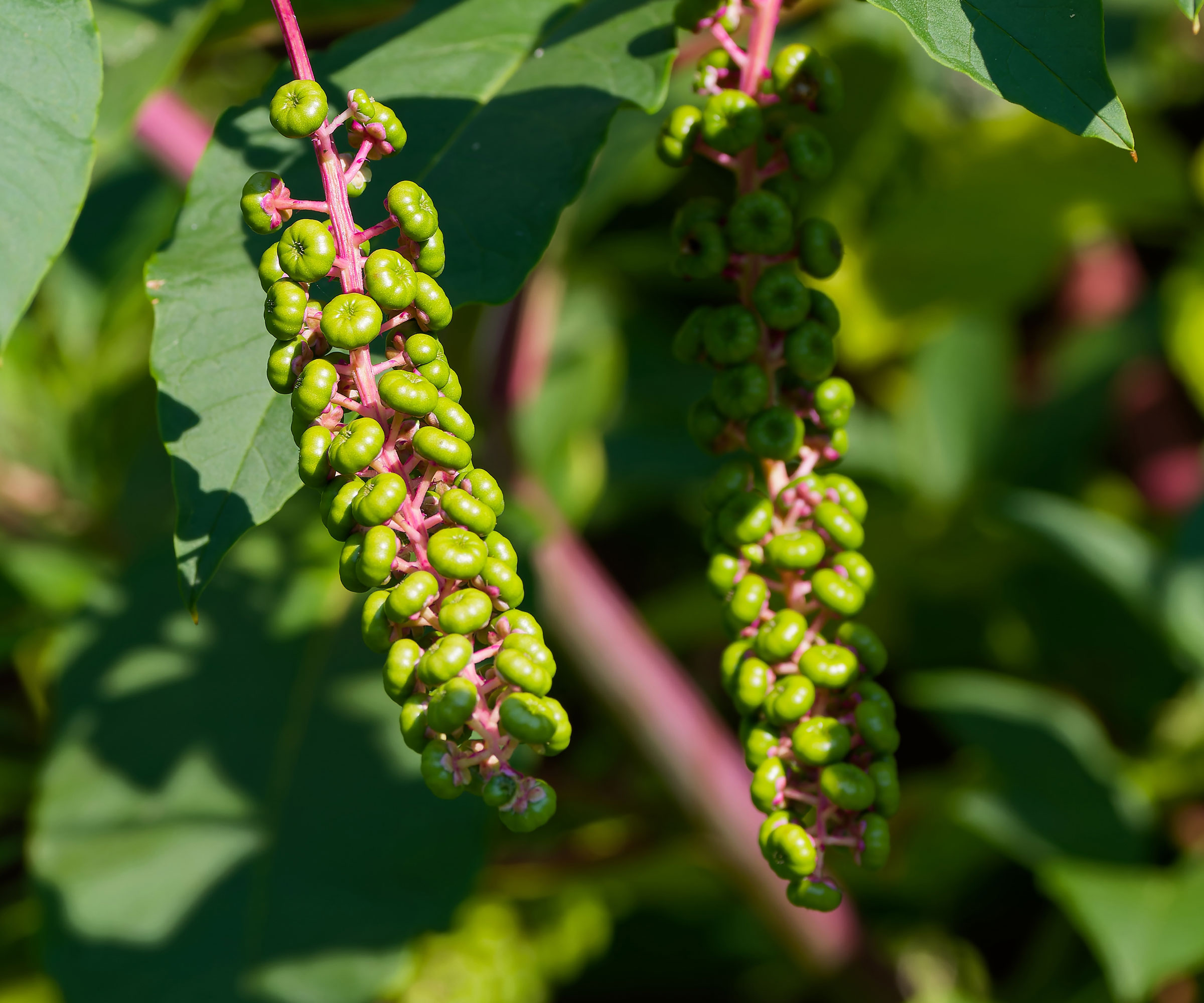 pokeweed heads on plant
