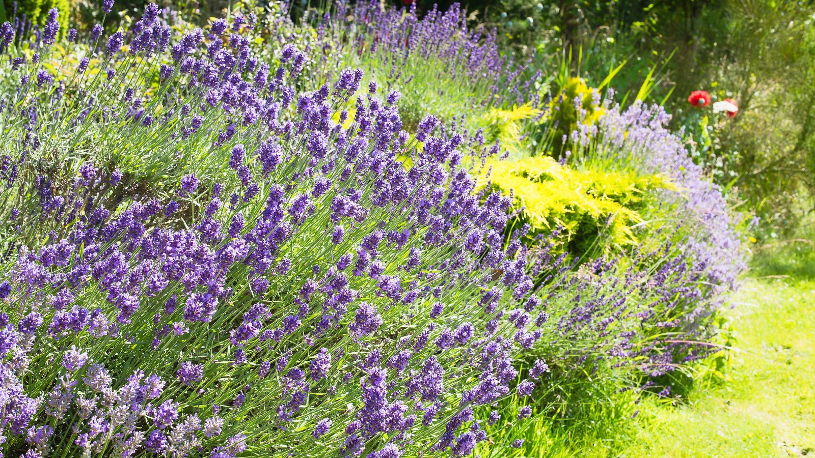 When to transplant lavender to move your plants safely Homes & Gardens