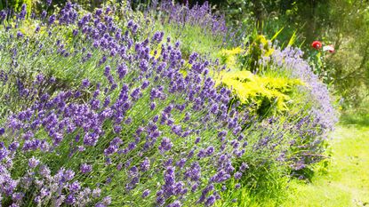 Lavender bush in a garden border