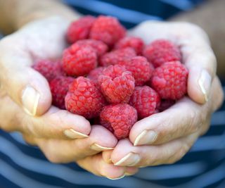 Hands holding a fresh harvest of red raspberries