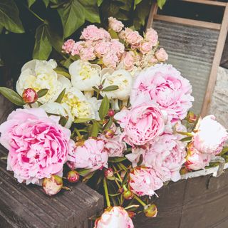 Peonies in the garden