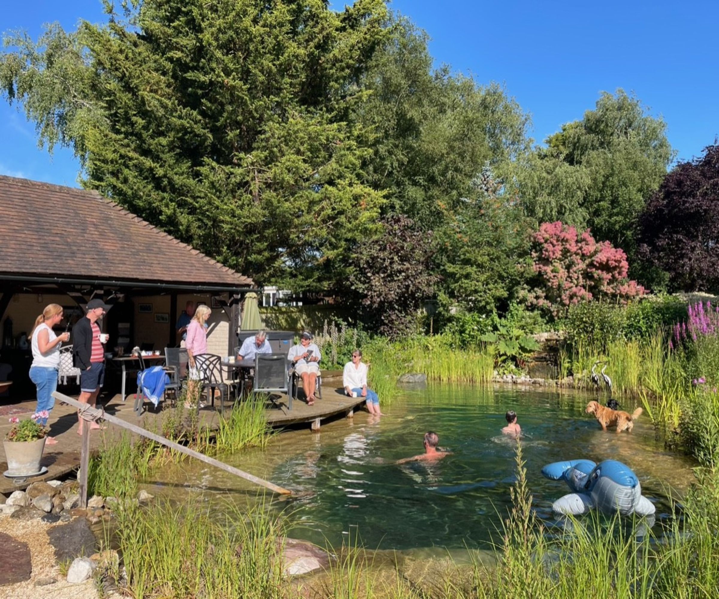 Lively garden scene with people swimming in a natural pool and relaxing by a decked seating area, surrounded by lush planting and summer blooms.