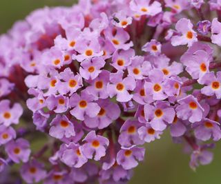 close-up of butterfly bush flowers