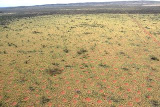 Aerial image of fairy circles in Australia