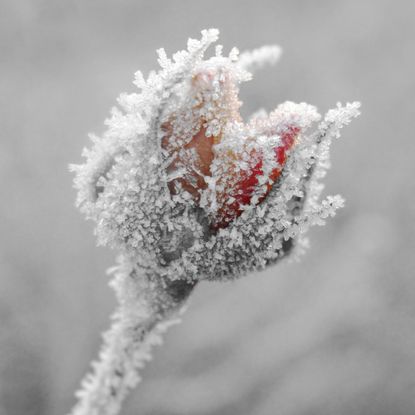 Rose Bud Covered In Snow Frost