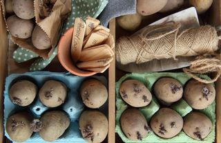 Seed potatoes chitting in egg box containers indoors on a wooden tray,