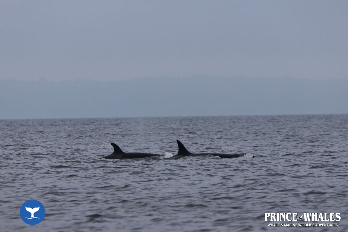 Shots of orca Whales taken at sea