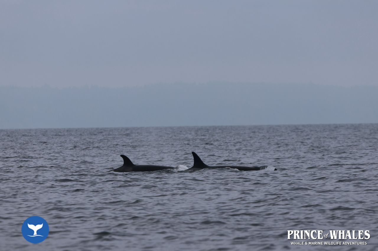 Shots of orca Whales taken at sea