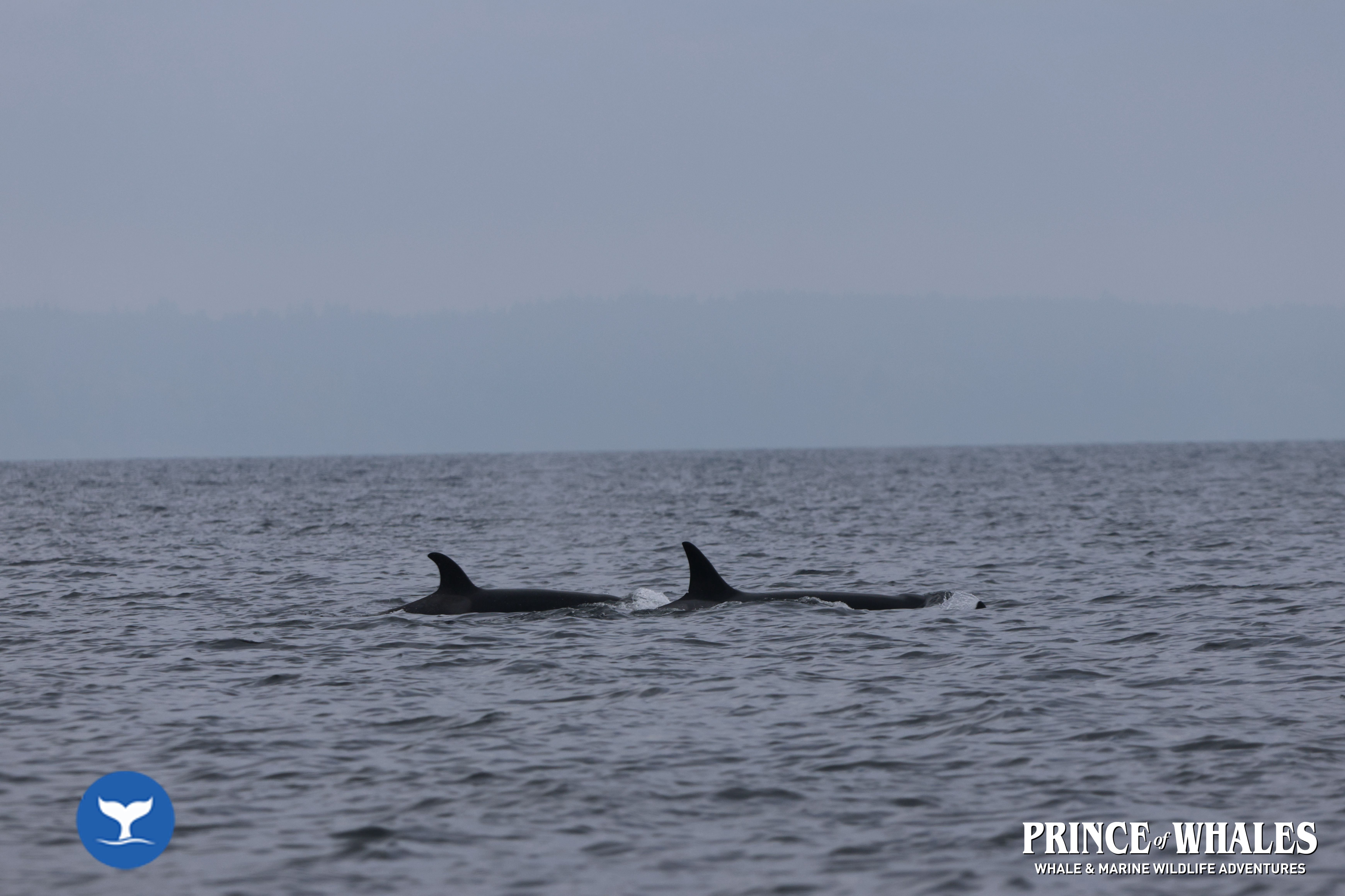 Shots of orca Whales taken at sea